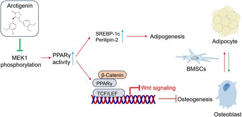 Arctigenin Modulates Adipogenic-Osteogenic Balance in the Bone Marrow Microenvironment of Ovariectomized Rats via the MEK1/PPARγ/Wnt/β-Catenin Pathway