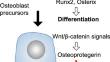 Wnt family members regulating osteogenesis and their origins