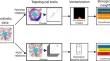 Relational Persistent Homology for Multispecies Data with Application to the Tumor Microenvironment