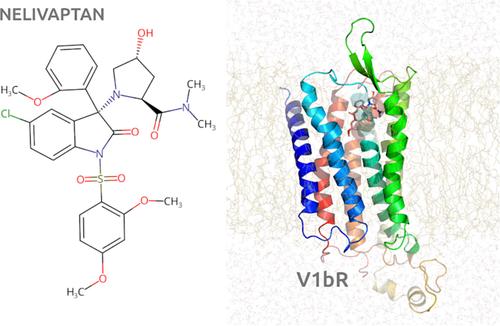 Structural Basis for Antagonist Binding to Vasopressin V1b Receptor Revealed by the Molecular Dynamics Simulations