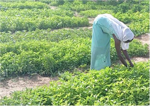 Increased food crop diversification and gathering of wild plants associated with women's dietary diversity in Chad