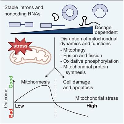 Can stable introns and noncoding RNAs be harnessed to improve health through activation of mitohormesis?