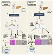 Evaluating the therapeutic potential of genetically engineered probiotic Zbiotics (ZB183) for non-alcoholic steatohepatitis (NASH) management via modulation of the cGAS-STING pathway