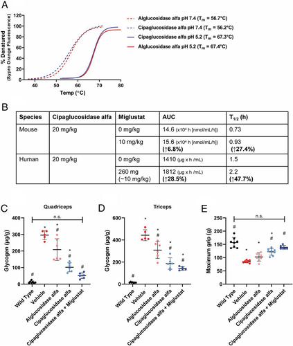 Correction to “Comments on: Increasing Enzyme Mannose-6-Phosphate Levels but Not Miglustat Coadministration Enhances the Efficacy of Enzyme Replacement Therapy in Pompe Mice”