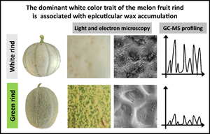 The dominant white color trait of the melon fruit rind is associated with epicuticular wax accumulation