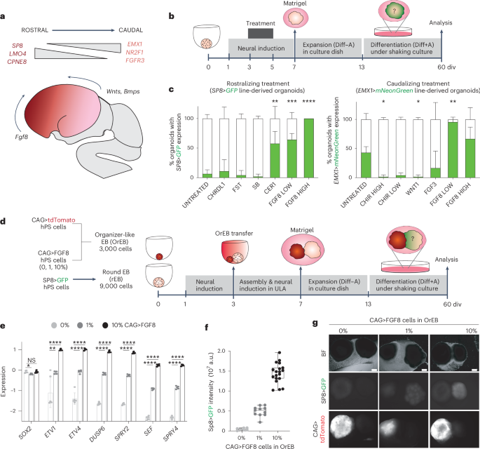 A polarized FGF8 source specifies frontotemporal signatures in spatially oriented cell populations of cortical assembloids