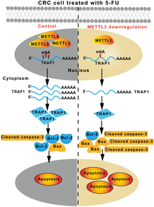 The METTL3/TRAP1 axis as a key regulator of 5-fluorouracil chemosensitivity in colorectal cancer