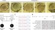 Identification of a novel splicing variant of thyroid hormone receptor interaction protein 13 (TRIP13) in female infertility characterized by oocyte maturation arrest