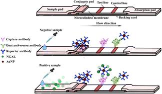 Development of gold nanoparticle-based lateral-flow strips for NGAL protein detection in urine samples