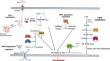 Research Progress on Ferroptosis in Multiple Myeloma