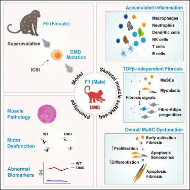 Profound cellular defects attribute to muscular pathogenesis in the rhesus monkey model of Duchenne muscular dystrophy