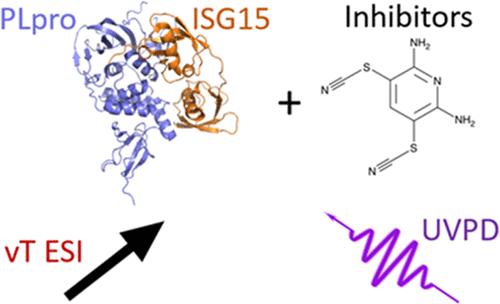 Native Mass Spectrometry Reveals Binding Interactions of SARS-CoV-2 PLpro with Inhibitors and Cellular Targets