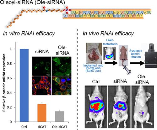 Antitumor Effect of Oleoyl-siRNA against Pancreatic Cancer Using a Portal Vein Infusion Liver-Metastatic Mouse Model