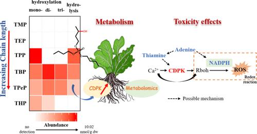 Structure-Dependent Distribution, Metabolism, and Toxicity Effects of Alkyl Organophosphate Esters in Lettuce (Lactuca sativa L.)