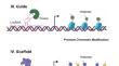 lncRNA HOTAIR and Cardiovascular diseases