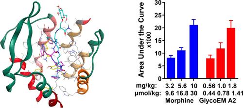 Cyclic Glycopeptide Analogs of Endomorphin-1 Provide Highly Effective Antinociception in Male and Female Mice