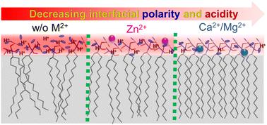 Determination of divalent metal ion-regulated proton concentration and polarity at the interface of anionic phospholipid membranes†