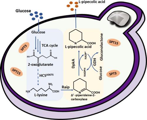Metabolic Engineering of Saccharomyces cerevisiae for High-Level Production of l-Pipecolic Acid from Glucose