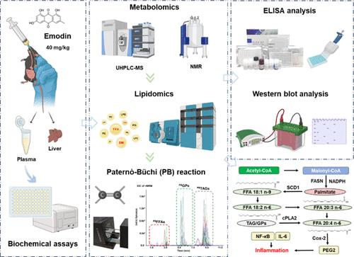 Combination of Metabolomics, Lipidomics, and Molecular Biology for the Investigation of the Metabolic Disturbance of Short-Term Administration of Emodin