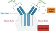 Production Technologies for Recombinant Antibodies: Insights into Eukaryotic, Prokaryotic, and Transgenic Expression Systems