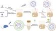 Long-Acting Hydrogel Eye Drops Composite Sequentially Releases Basic Fibroblast Growth Factor and Carbomer for Synergistic Promotion of the Repair of Corneal Epithelium