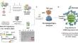 Fabrication of protein–inorganic biohybrid as an imageable drug delivery system comprising transferrin, green fluorescent protein, and copper phosphate