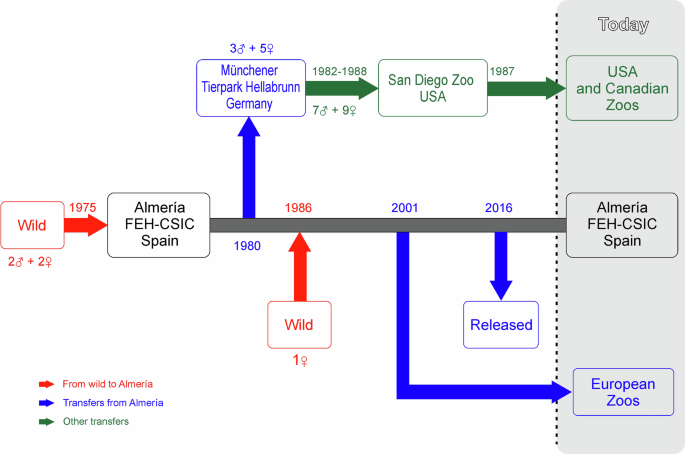 Analysing the pedigree to identify undesirable losses of genetic diversity and to prioritize management decisions in captive breeding: a case study