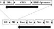 Overexpression of CRK4, the cysteine-rich receptor-like protein kinase of Arabidopsis, regulates the resistance to abiotic stress and abscisic acid responses