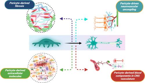 The Hidden Hand in White Matter: Pericytes and the Puzzle of Demyelination