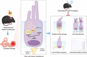 The role of GDF15 in attenuating noise-induced hidden hearing loss by alleviating oxidative stress