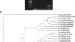 Characterization of probiotic strains of Bacillus sp. from fermented palm wine (Nypa fructicans sp.) and exploration of cellulolytic potential for use as an addition in animal feed