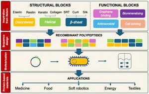 Molecular design of protein-based materials – state of the art, opportunities and challenges at the interface between materials engineering and synthetic biology