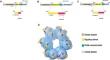 Research advances on CaMKs-mediated neurodevelopmental injury