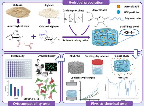 Fabrication of In Situ-Cross-Linked N-Succinyl Chitosan/Oxidized Alginate Hydrogel-Loaded Ascorbic Acid and Biphasic Calcium Phosphate for Bone Tissue Engineering