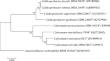 Phylogenomic Analysis Supports the Reclassification of Caldicoprobacter faecalis (Winter et al. 1988) Bouanane-Darenfed et al. (2015) as a Later Heterotypic Synonym of Caldicoprobacter oshimai Yokoyama et al. (2010)