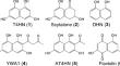 The divergence of DHN-derived melanin pathways in Metarhizium robertsii