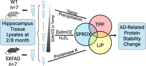 Analysis of Brain Protein Stability Changes in a Mouse Model of Alzheimer’s Disease