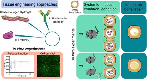 Sclerostin Antibody-Loaded Dense Collagen Hydrogels Promote Critical-Size Bone Defect Repair