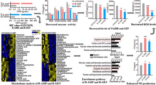 Comparative Metabolomics Reveals Changes in the Metabolic Pathways of Ampicillin- and Gentamicin-Resistant Staphylococcus aureus