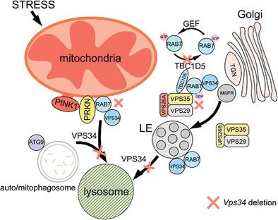 VPS34 Governs Oocyte Developmental Competence by Regulating Mito/Autophagy: A Novel Insight into the Significance of RAB7 Activity and Its Subcellular Location