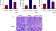 A PDE1 inhibitor, vinpocetine, ameliorates epithelial-mesenchymal transition and renal fibrosis in adenine-induced chronic kidney injury in rats by targeting the DNMT1/Klotho/β-catenin/Snail 1 and MMP-7 pathways