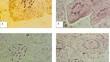 Characterization of doubled haploids obtained by in vitro androgenesis in African marigold (Tagetes erecta L.)