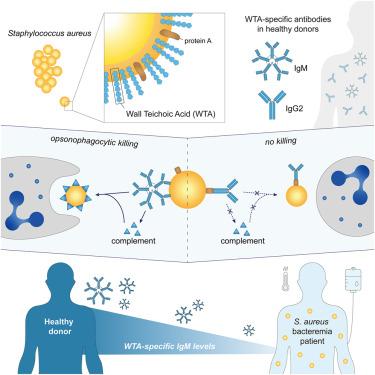 Glycan-specific IgM is critical for human immunity to Staphylococcus aureus