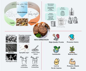 Conversion of lignocellulosic biomass waste into mycoprotein: current status and future directions for sustainable protein production