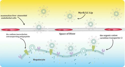 The Pharmacokinetics and Liver-Targeting Evaluation of Silybin Liposomes Mediated by the NTCP/OCTN2 Dual Receptors