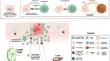 Update on Stevens–Johnson Syndrome and Toxic Epidermal Necrolysis: Diagnosis and Management