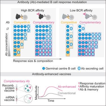 Conversion of vaccines from low to high immunogenicity by antibodies with epitope complementarity