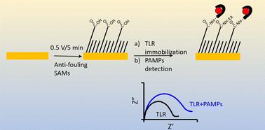 Rapid assembly of mixed thiols for toll-like receptor-based electrochemical pathogen sensing