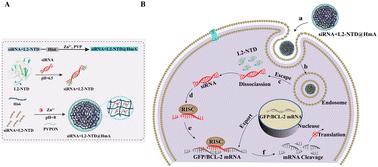 RNA-binding peptide and endosomal escape-assisting peptide (L2) improved siRNA delivery by the hexahistidine–metal assembly