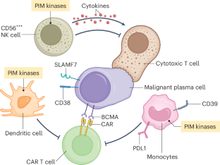 Deciphering the response to BCMA CAR T cell therapy